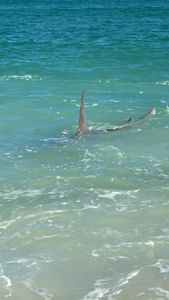 Jensen Beach Great White Shark  Hunt